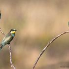 Bienenfresser (Merops apiaster)