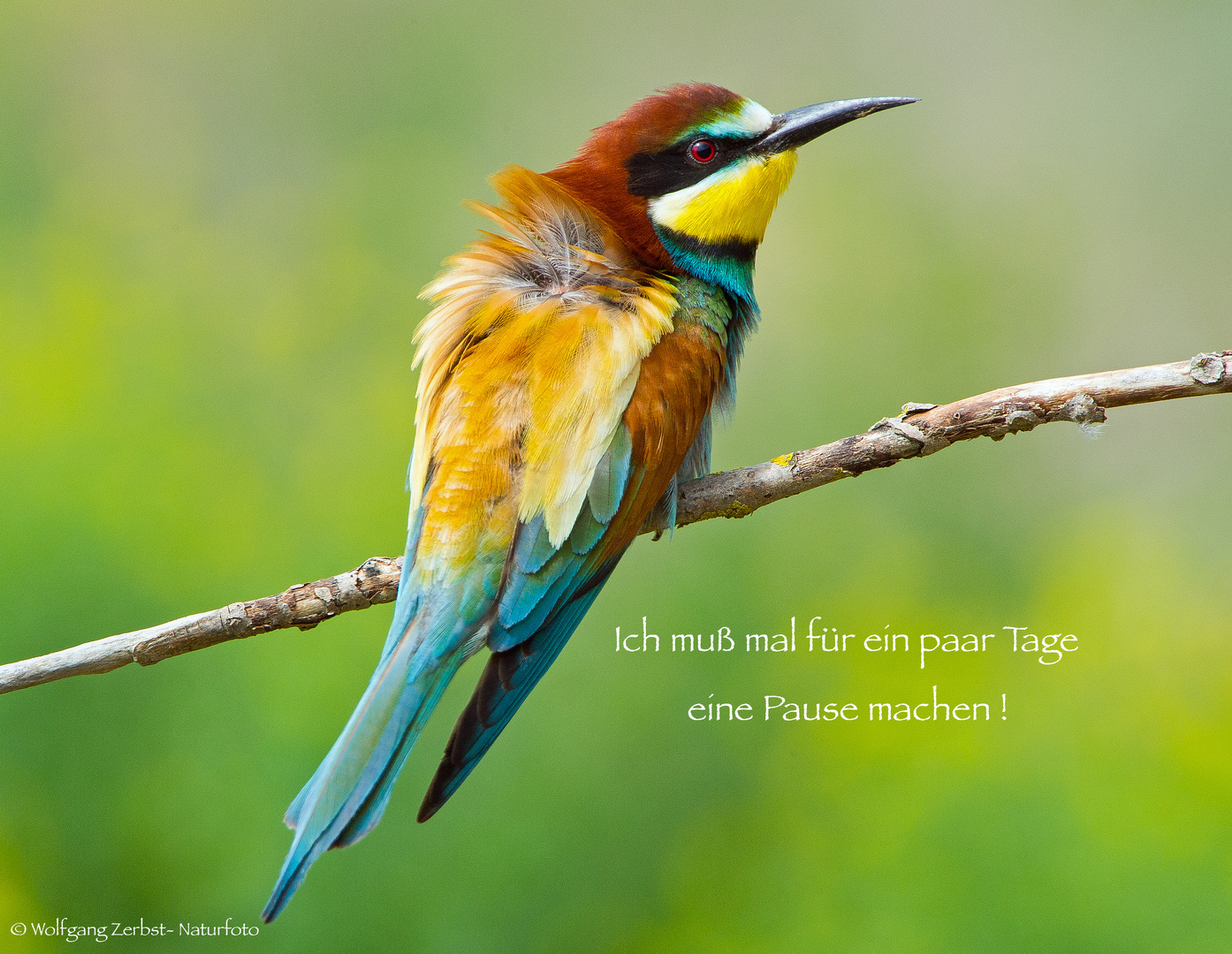 --- Bienenfresser ---  ( Merops apiaster )