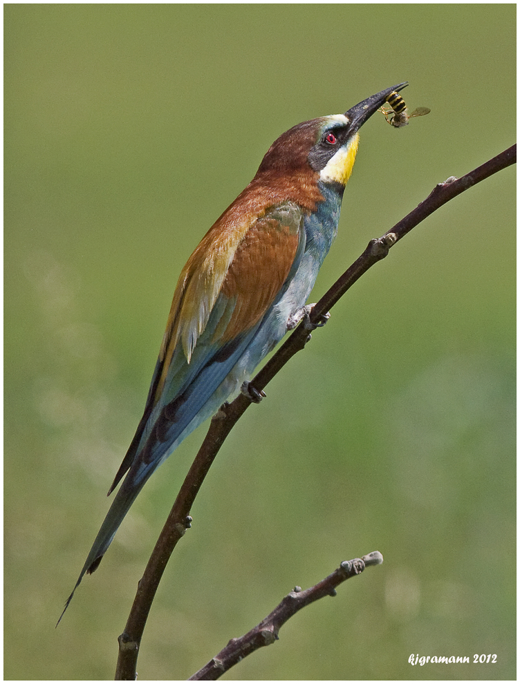 Bienenfresser (Merops apiaster)......