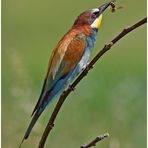 Bienenfresser (Merops apiaster)......