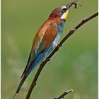 Bienenfresser (Merops apiaster)......