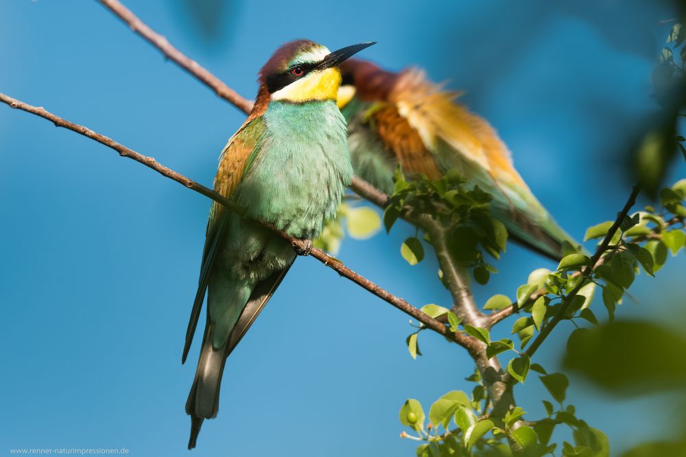 Bienenfresser (Merops apiaster)