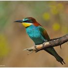 --- Bienenfresser --- ( Merops apiaster )