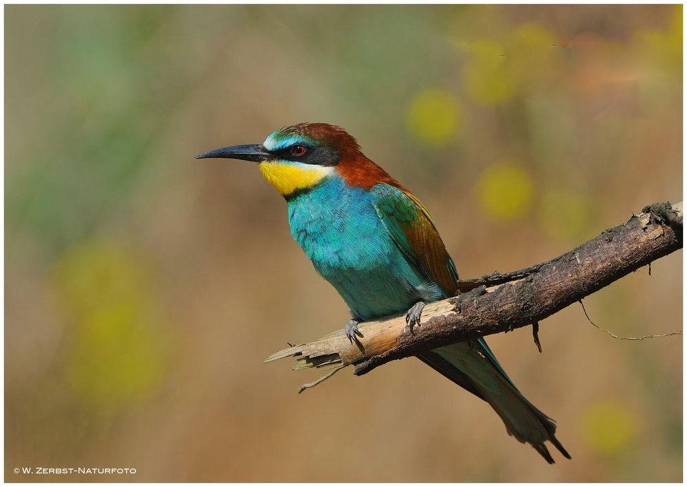 --- Bienenfresser --- ( Merops apiaster )