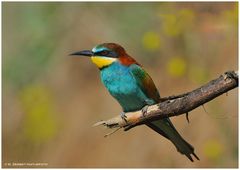 --- Bienenfresser --- ( Merops apiaster )