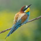 -- Bienenfresser ---   ( Merops apiaster )