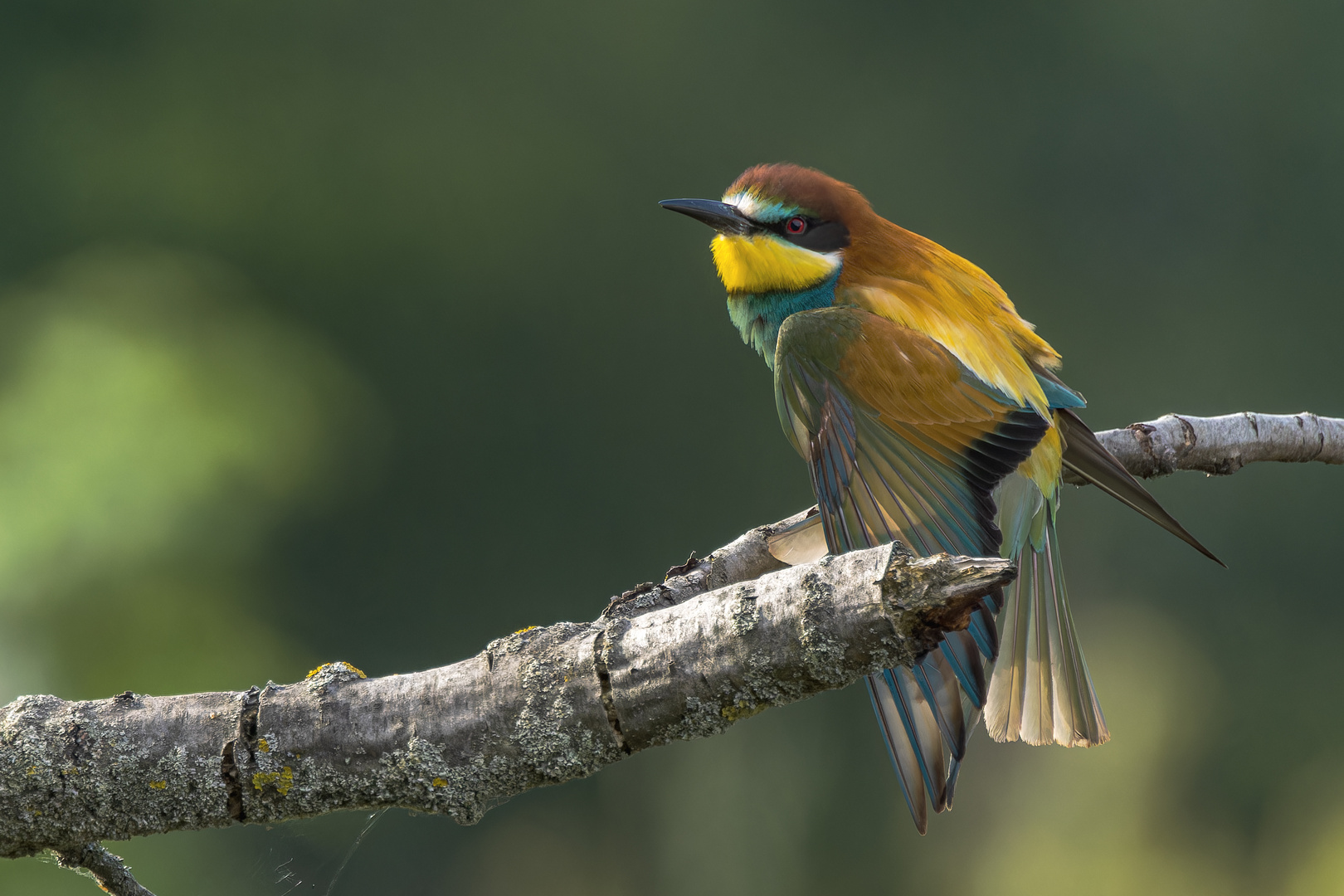 Bienenfresser (Merops apiaster)