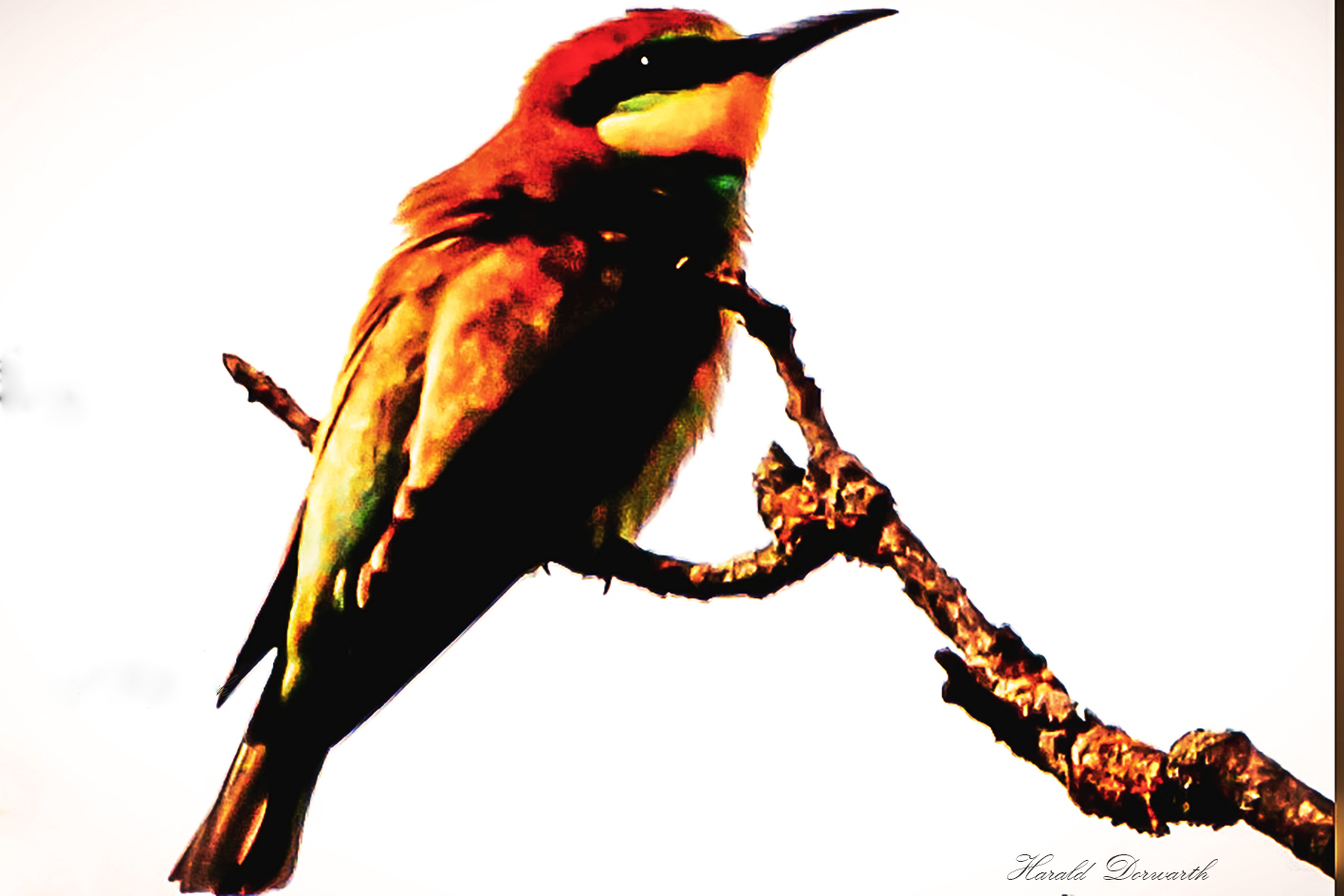 Bienenfresser (Merops apiaster)