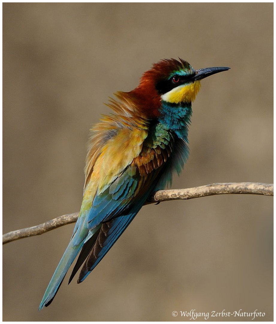 --- Bienenfresser --- ( Merops apiaster )