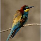 --- Bienenfresser --- ( Merops apiaster )