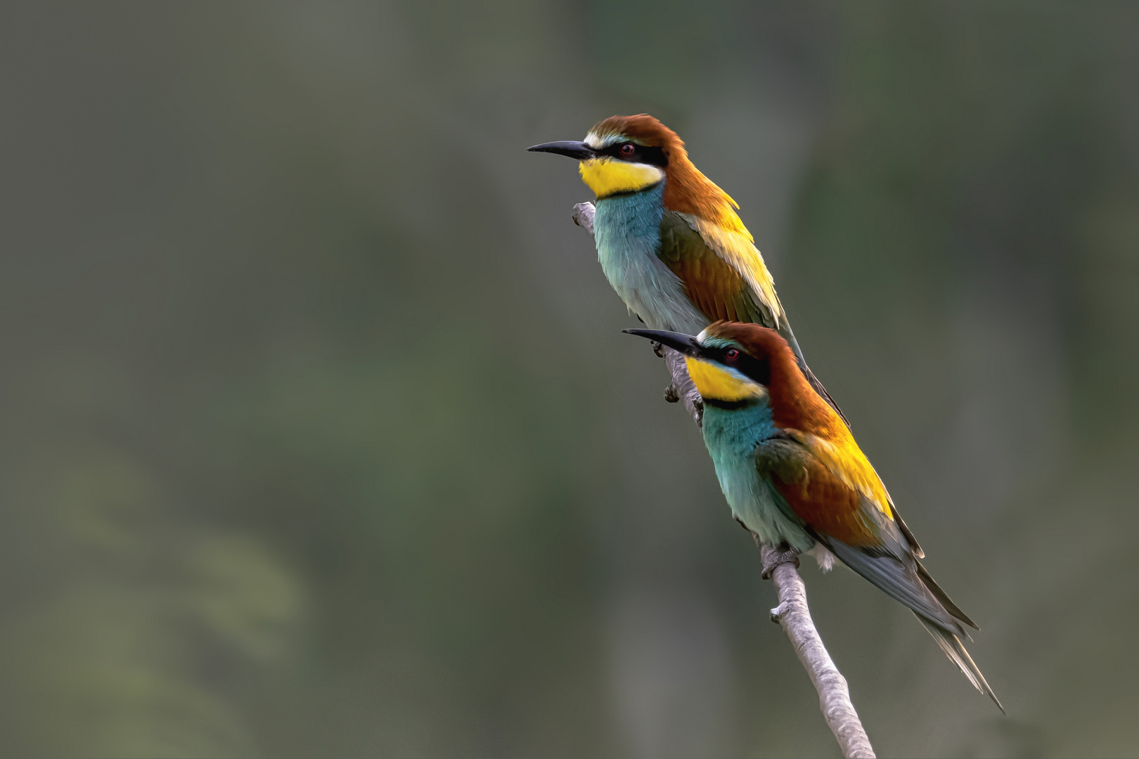 Bienenfresser (Merops apiaster)