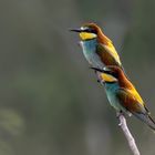 Bienenfresser (Merops apiaster)