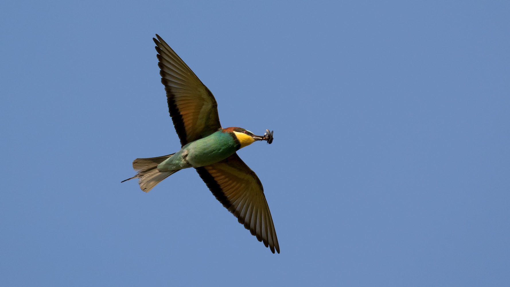 Bienenfresser (Merops apiaster)