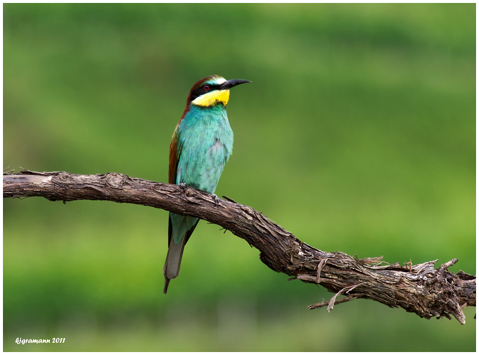 Bienenfresser (Merops apiaster) ......