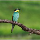 Bienenfresser (Merops apiaster) ......