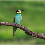 Bienenfresser (Merops apiaster) ......