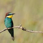 Bienenfresser (Merops apiaster)