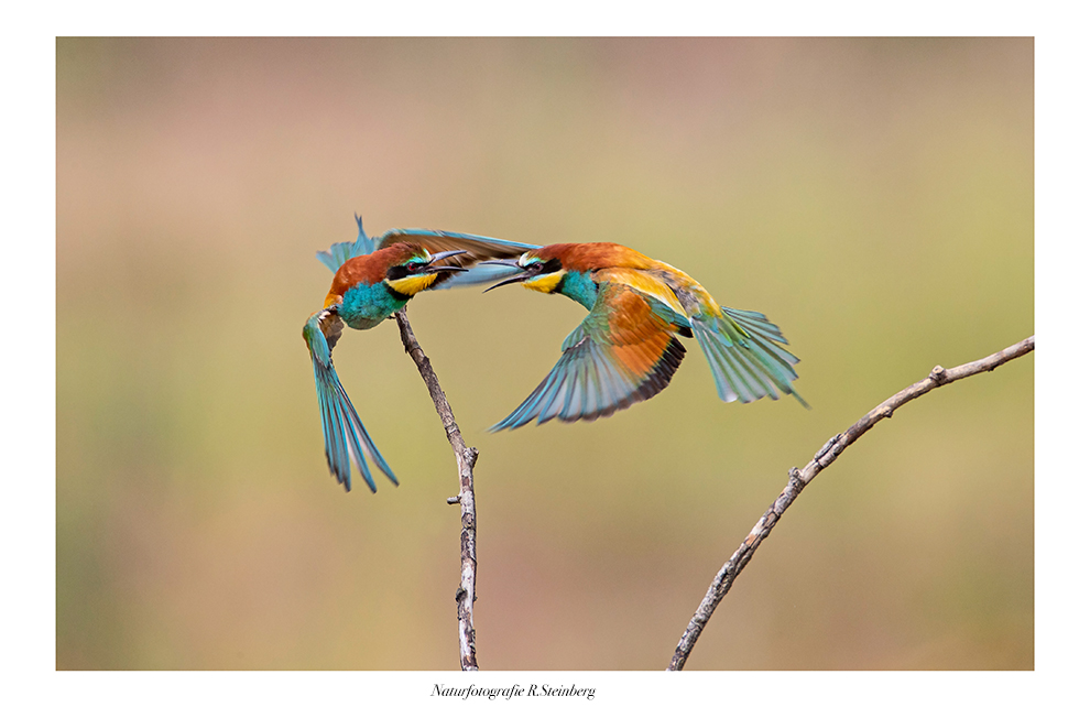 Bienenfresser (Merops apiaster)