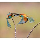 Bienenfresser (Merops apiaster)