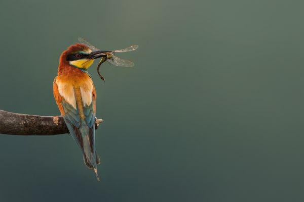   Bienenfresser (Merops apiaster)