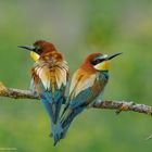   - BIENENFRESSER - ( Merops apiaster )