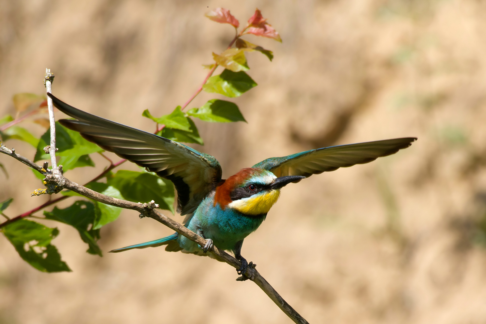 Bienenfresser ( Merops apiaster)  - Abflug