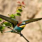 Bienenfresser ( Merops apiaster)  - Abflug