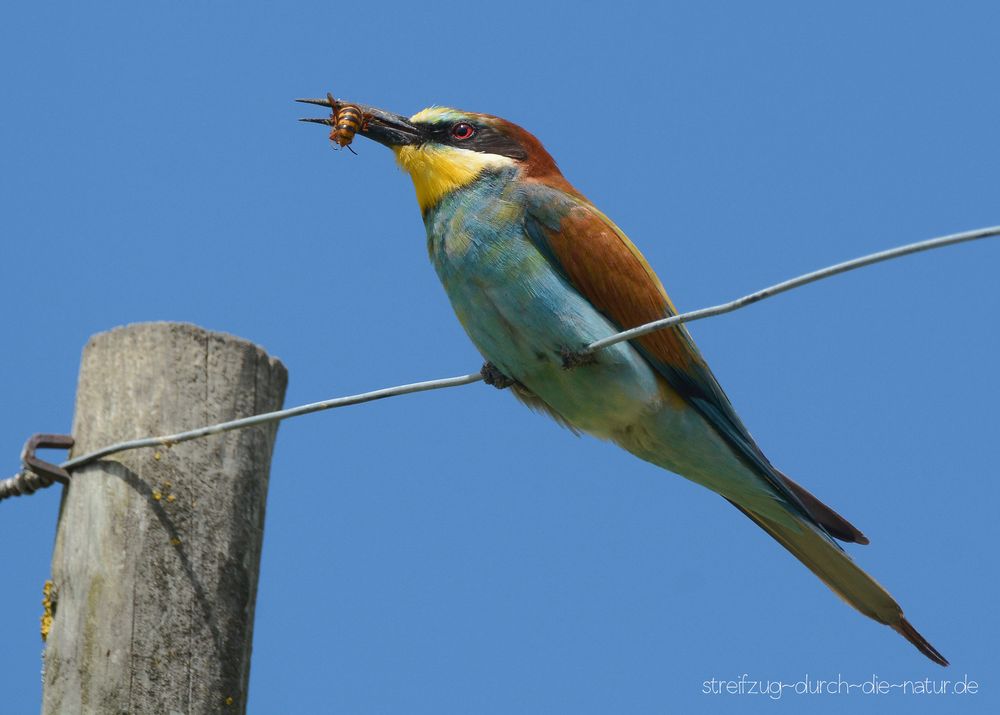 bienenfresser (merops apiaster)