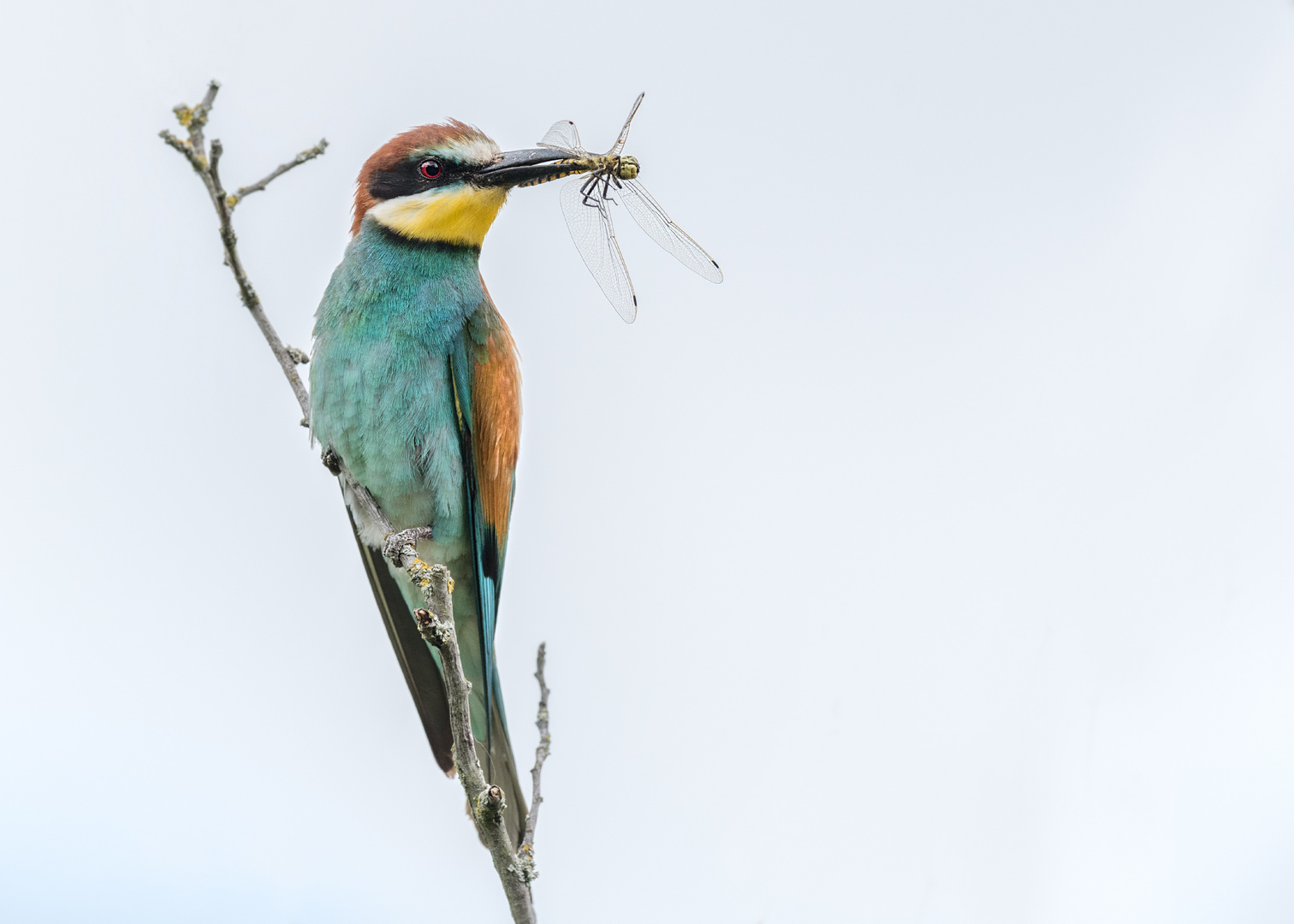 Bienenfresser (Merops apiaster)