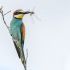 Bienenfresser (Merops apiaster)