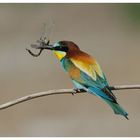 ----- Bienenfresser ----- ( Merops apiaster )