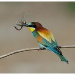 ----- Bienenfresser ----- ( Merops apiaster )