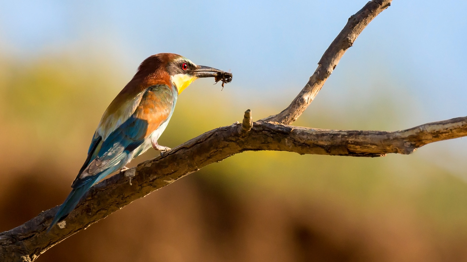 Bienenfresser (Merops apiaster)