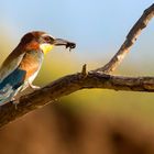 Bienenfresser (Merops apiaster)