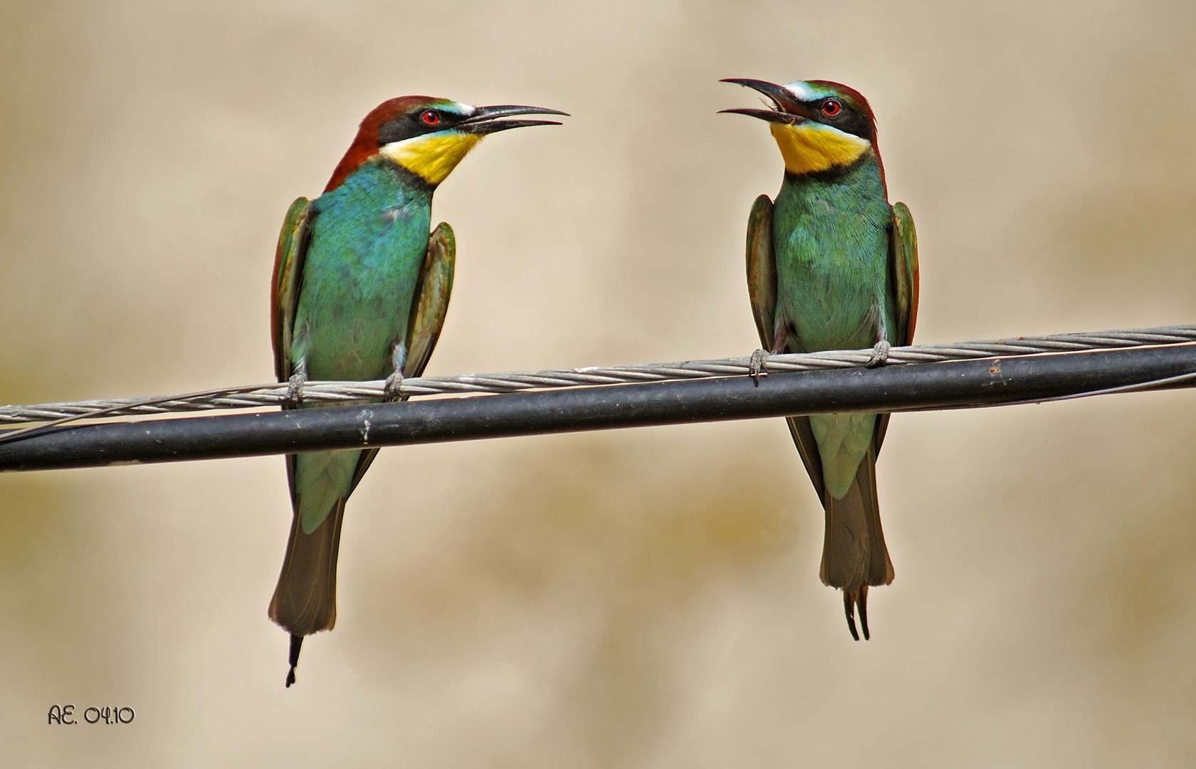 Bienenfresser ( Merops apiaster )