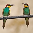 Bienenfresser ( Merops apiaster )