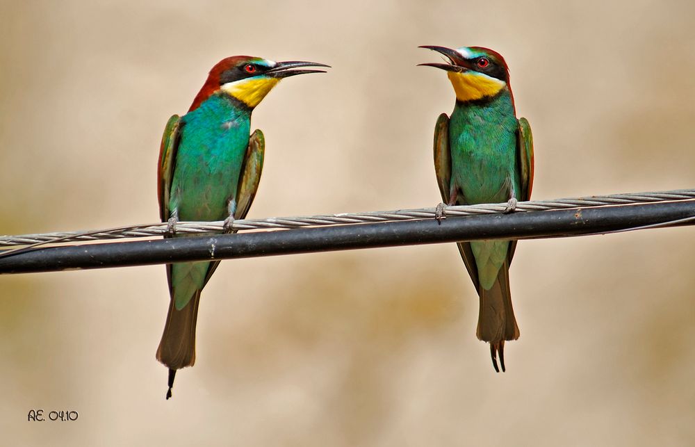 Bienenfresser ( Merops apiaster )