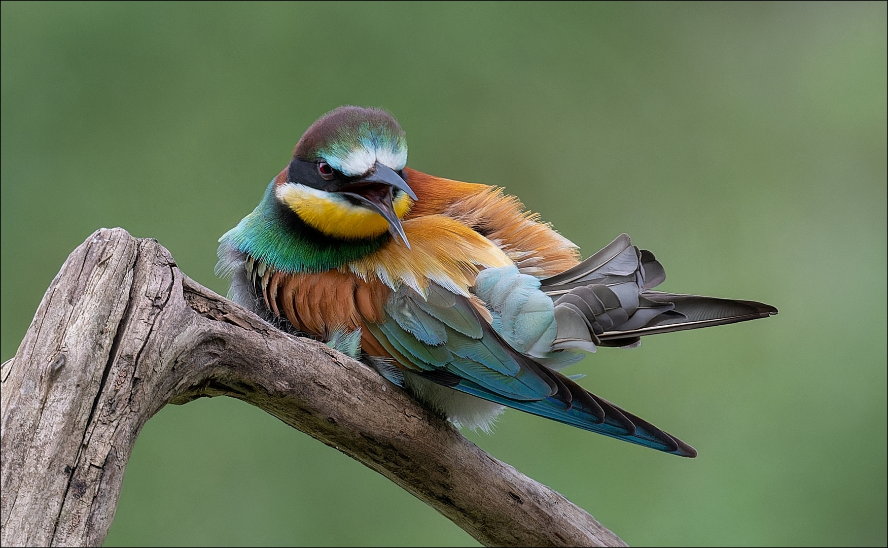 Bienenfresser (Merops apiaster)