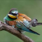 Bienenfresser (Merops apiaster)