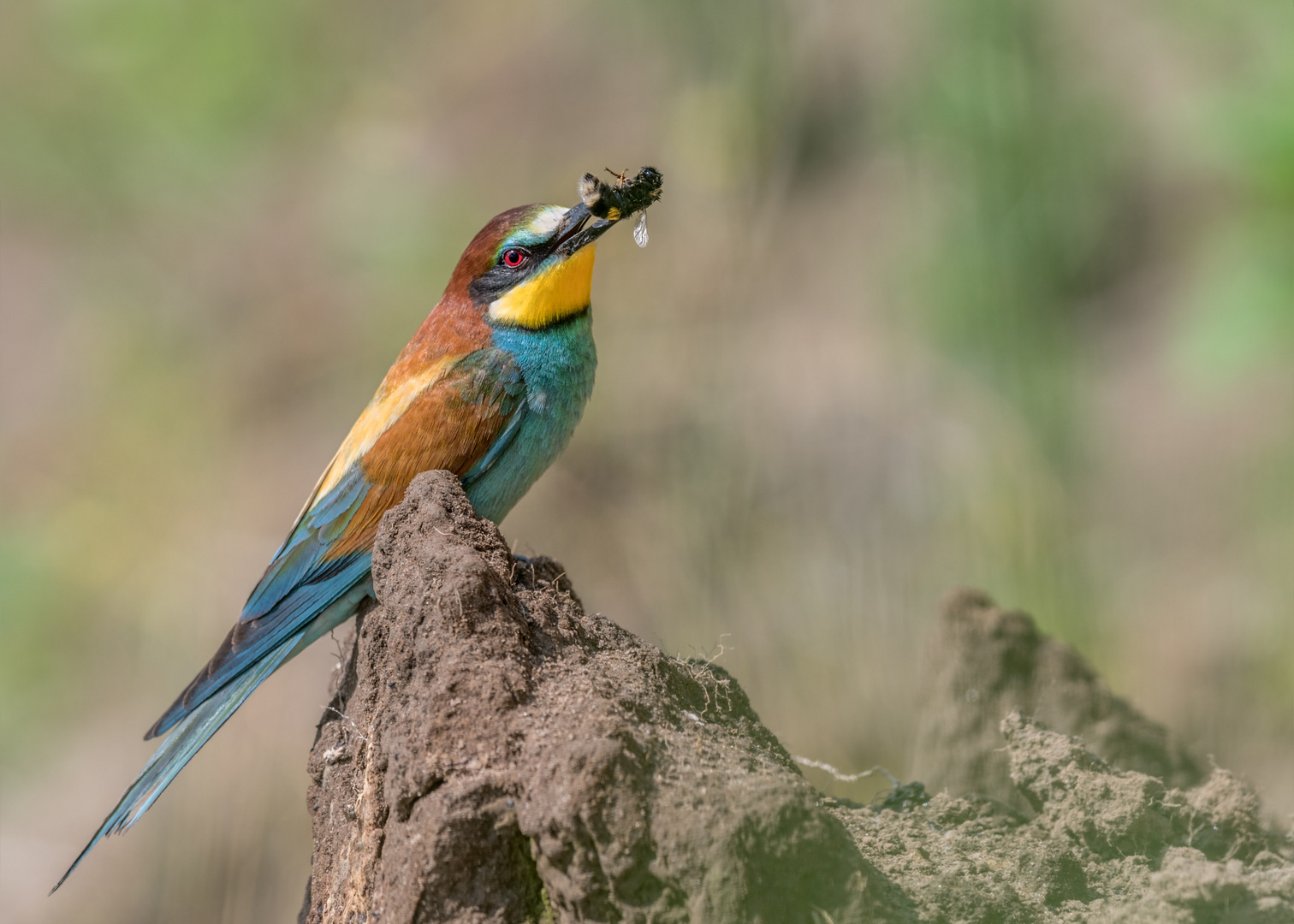 Bienenfresser (Merops apiaster)