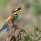 Bienenfresser (Merops apiaster)