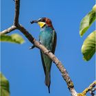 Bienenfresser (Merops apiaster)