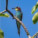 Bienenfresser (Merops apiaster)