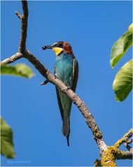 Bienenfresser (Merops apiaster)