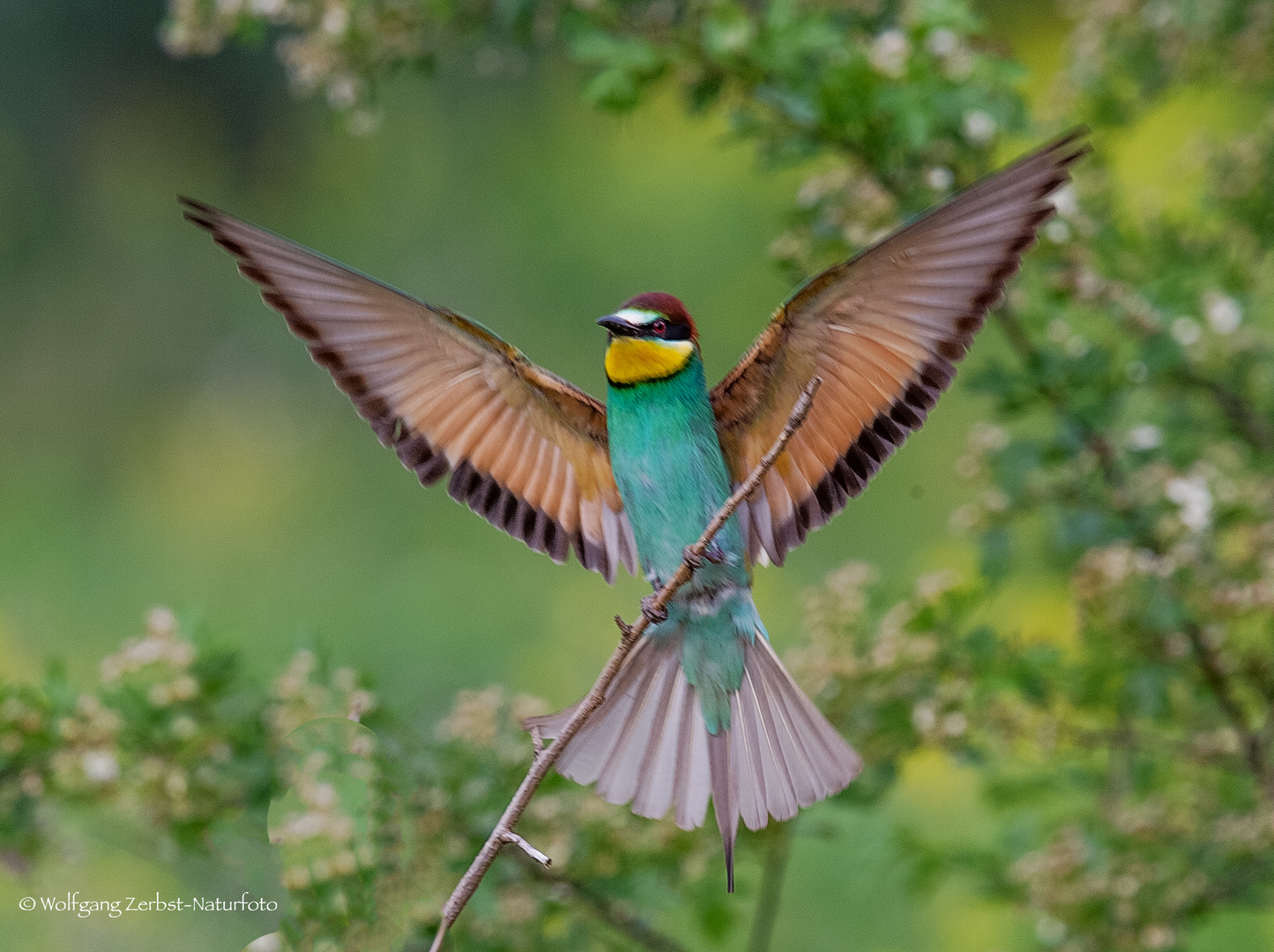 --Bienenfresser -- ( Merops apiaster )