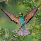 --Bienenfresser -- ( Merops apiaster )