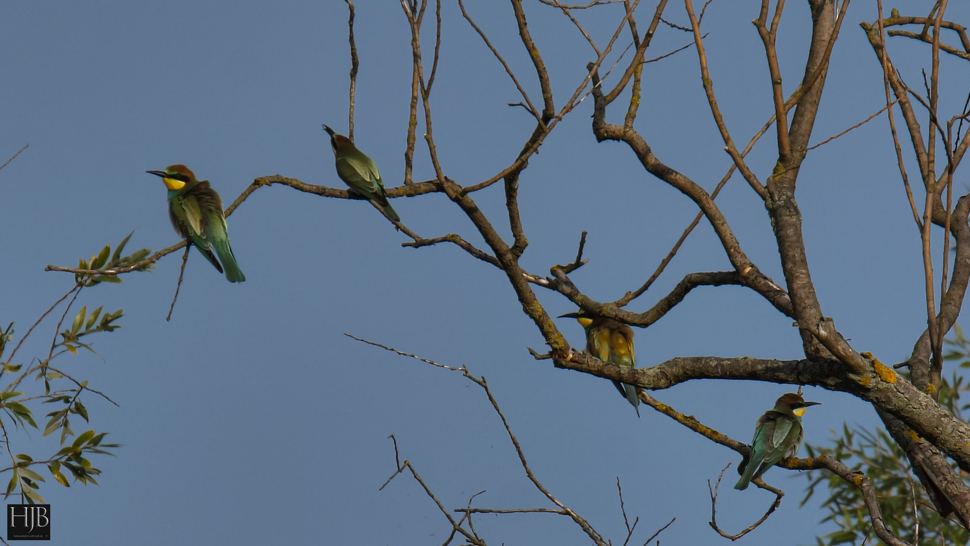 Bienenfresser (Merops apiaster) - Bee-eater 