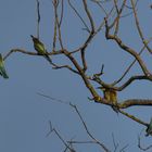 Bienenfresser (Merops apiaster) - Bee-eater 