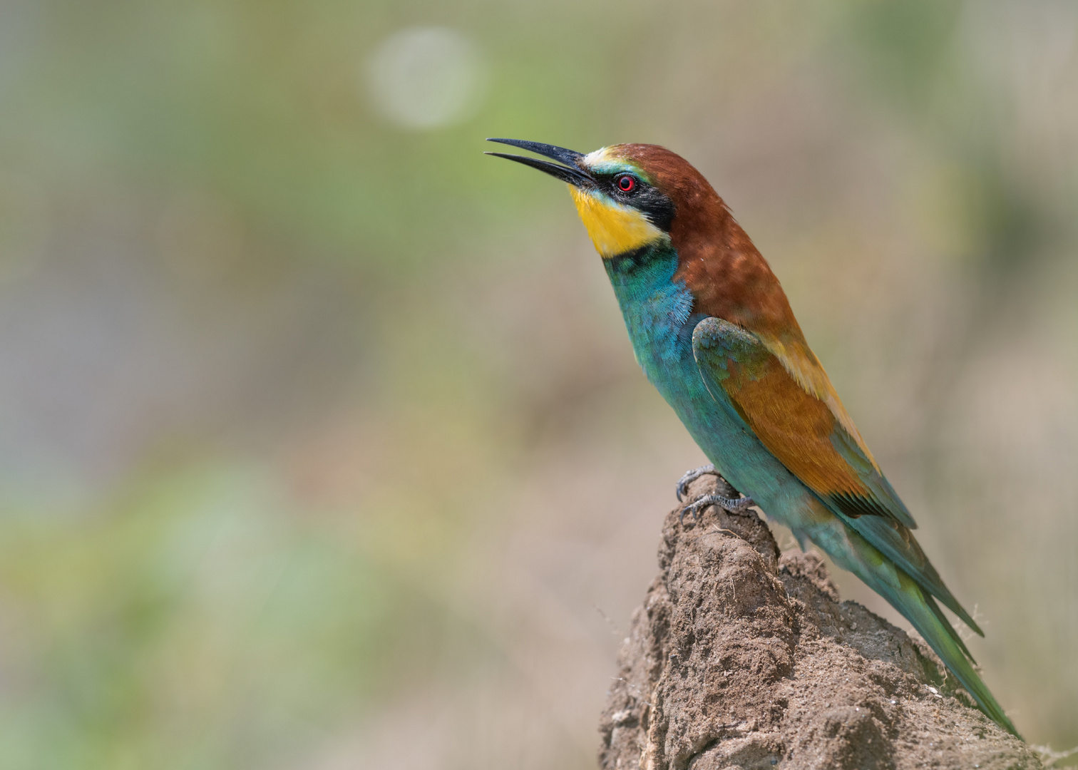 Bienenfresser (Merops apiaster)