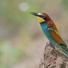 Bienenfresser (Merops apiaster)